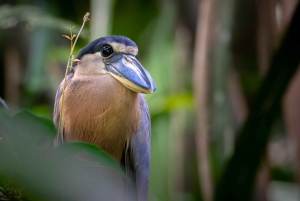 Tortuguero: Tour to the Canals in Tortuguero National Park