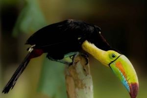 Tortuguero: Tour to the Canals in Tortuguero National Park
