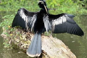 Tortuguero: Tour to the Canals in Tortuguero National Park