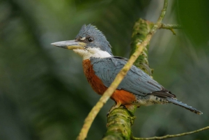 Tortuguero: Tour to the Canals in Tortuguero National Park