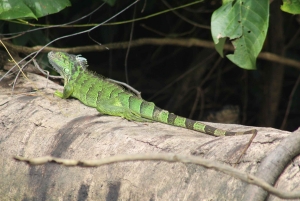 Tortuguero-trilogien: dyreliv, måltider, guide og inngang til parken