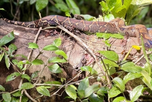 Tortuguero-trilogien: dyreliv, måltider, guide og inngang til parken