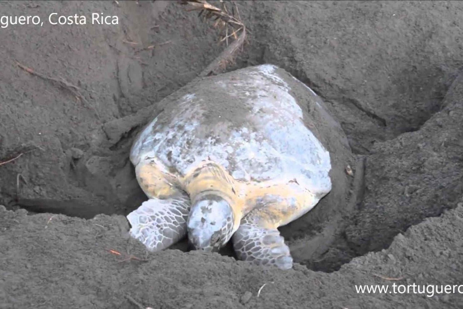 Tortuguero: Tour nocturno de anidamiento de tortugas