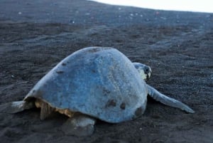 Tortuguero: Schildkrötennachttour