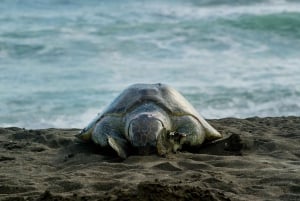 Tortuguero: Nachttour schildpaddennesten