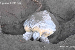 Tortuguero: tour notturno per vedere le tartarughe che fanno le uova