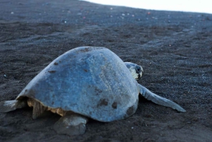 Tortuguero: tour notturno per vedere le tartarughe che fanno le uova