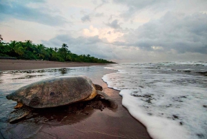 Tortuguero: Nattlig rundtur i sköldpaddshäckning