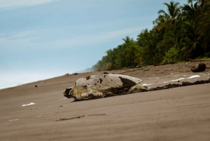 Tortuguero: Nattlig rundtur i sköldpaddshäckning