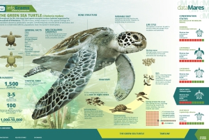 Tortuguero: Nattlig rundtur i sköldpaddshäckning