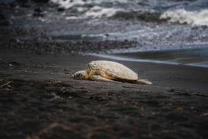Tortuguero: Tour di nidificazione delle tartarughe nel loro habitat naturale