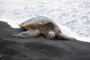 Tortuguero: Tour di nidificazione delle tartarughe nel loro habitat naturale