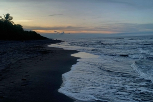 Tortuguero: Tour di nidificazione delle tartarughe nel loro habitat naturale