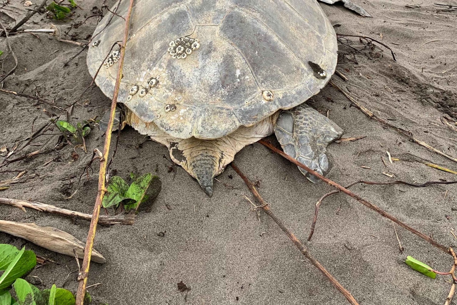 Tortuguero : excursion pour observer la nidification des tortues sur la plage de Tortuguero