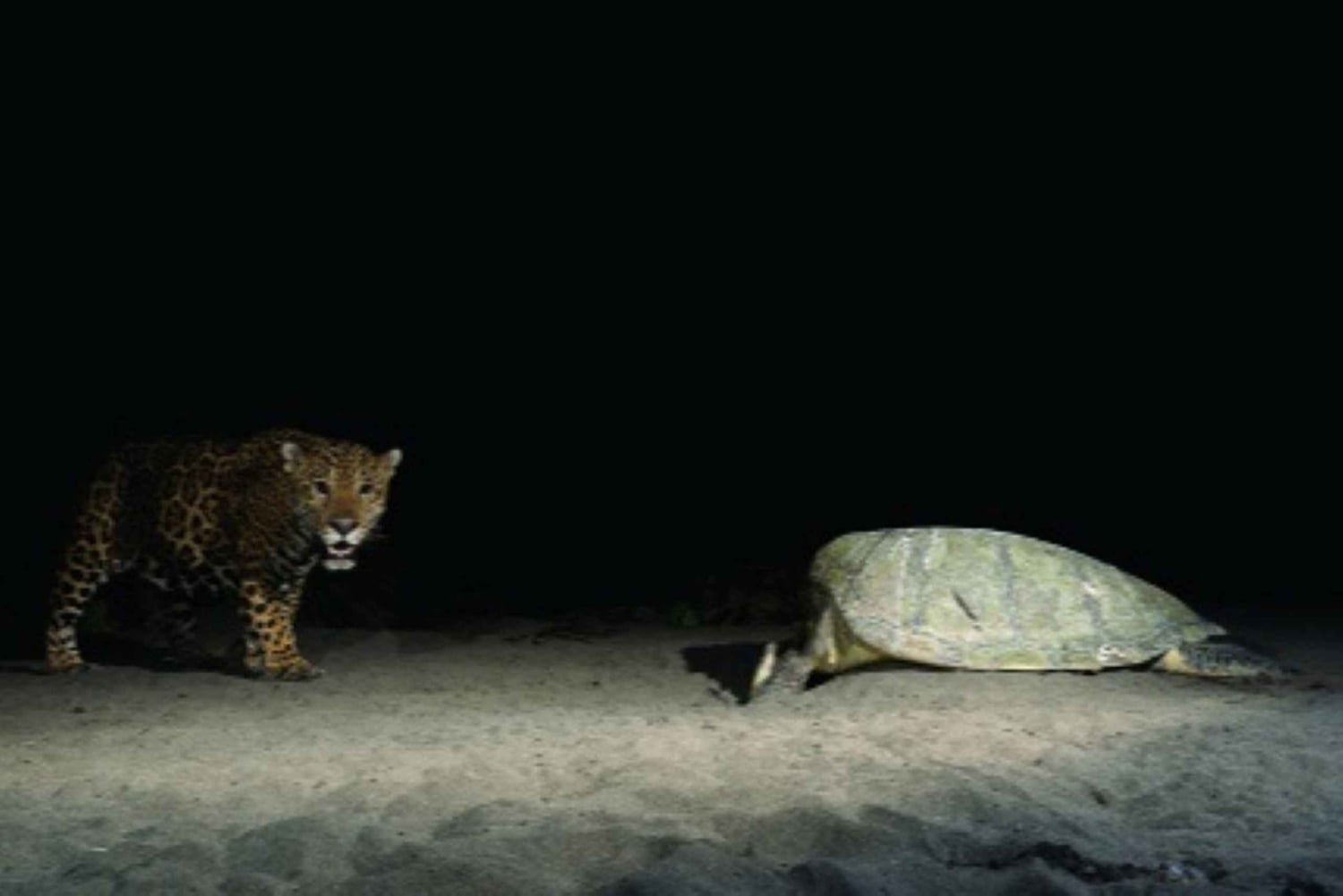 Tortuguero : excursion pour observer la nidification des tortues sur la plage de Tortuguero