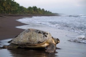 Tortuguero: excursión para ver la anidación de tortugas en la playa de Tortuguero