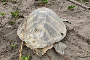 Tortuguero: excursión para ver la anidación de tortugas en la playa de Tortuguero