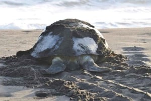 Tortuguero: excursión para ver la anidación de tortugas en la playa de Tortuguero