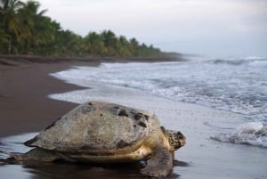Tortuguero : excursion pour observer la nidification des tortues sur la plage de Tortuguero