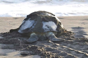 Tortuguero : excursion pour observer la nidification des tortues sur la plage de Tortuguero