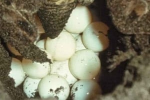 Tortuguero : excursion pour observer la nidification des tortues sur la plage de Tortuguero