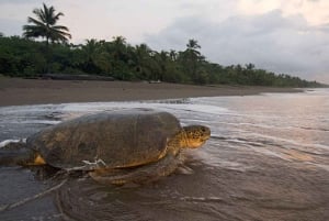 Tortuguero : excursion pour observer la nidification des tortues sur la plage de Tortuguero