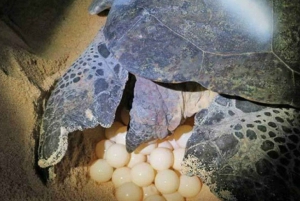 Tortuguero : excursion pour observer la nidification des tortues sur la plage de Tortuguero