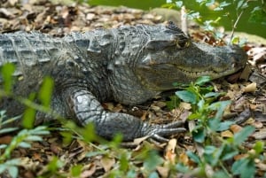 Tortuguero: 'Unforgettable' canoe tour in the Tortuguero National Park