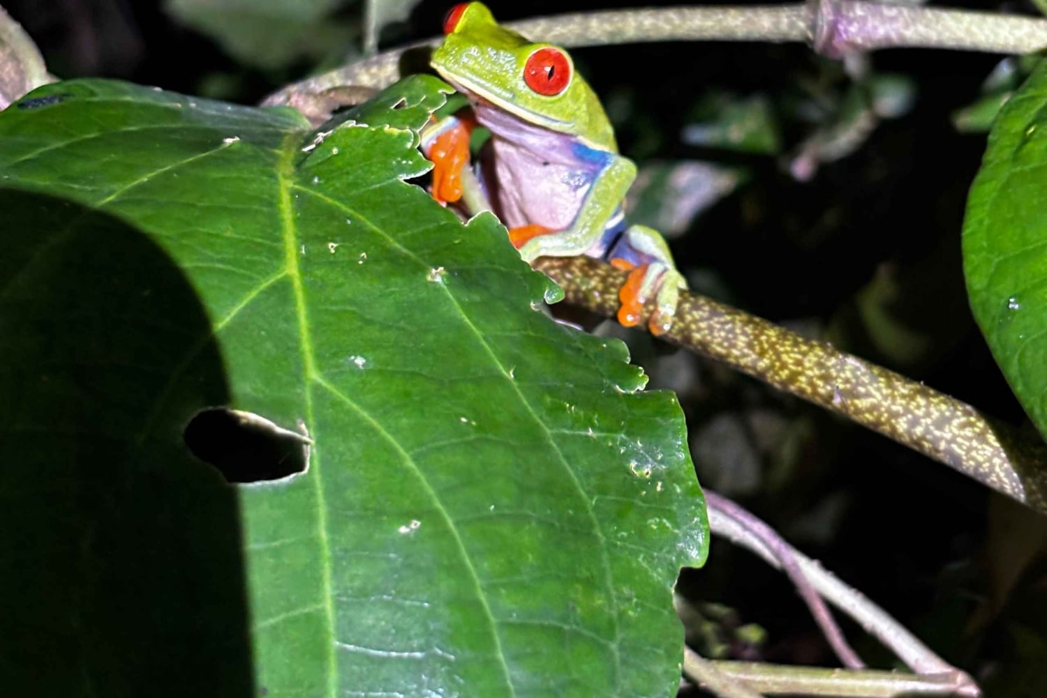 Trilogia selvagem de Tortuguero: canoa, trilhos e caminhada noturna