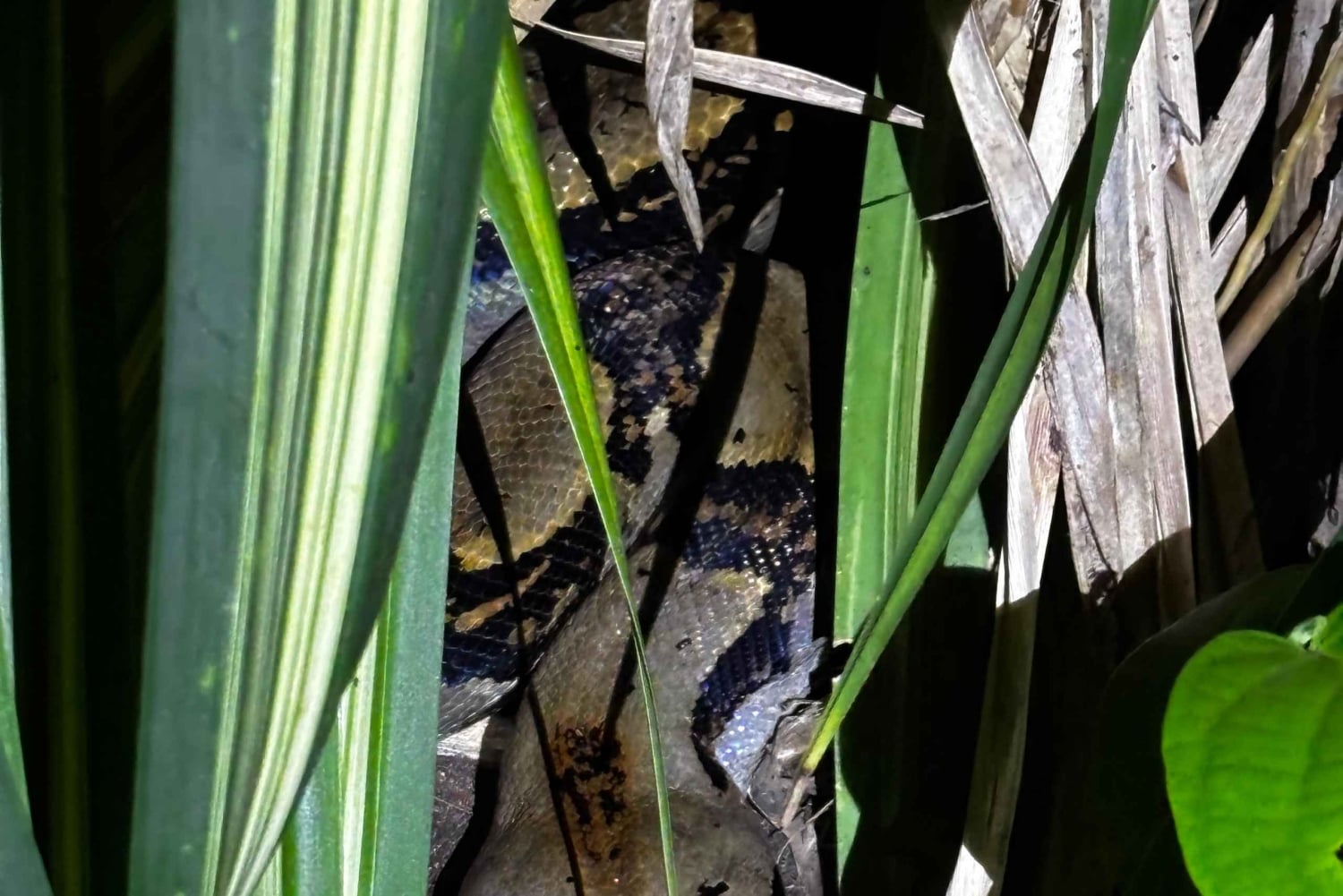 Trilogia selvagem de Tortuguero: canoa, trilhos e caminhada noturna