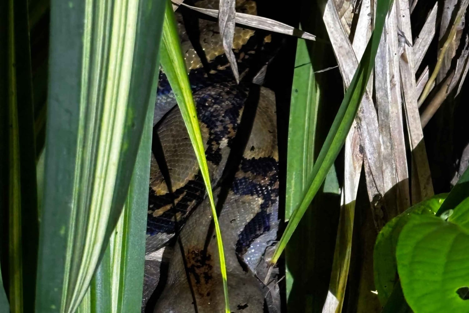 Trilogia selvagem de Tortuguero: canoa, trilhos e caminhada noturna
