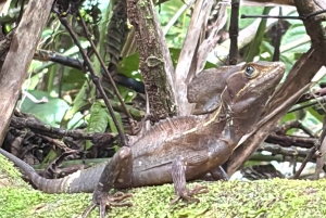 Trilogia selvagem de Tortuguero: canoa, trilhos e caminhada noturna