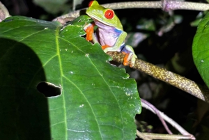 Trilogia selvagem de Tortuguero: canoa, trilhos e caminhada noturna