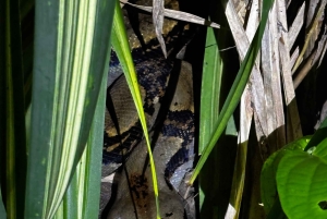 Trilogia selvagem de Tortuguero: canoa, trilhos e caminhada noturna
