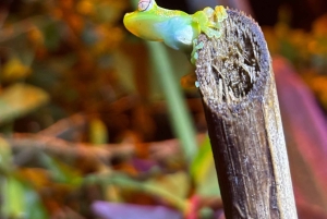 Trilogia selvagem de Tortuguero: canoa, trilhos e caminhada noturna
