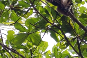 Trilogia selvagem de Tortuguero: canoa, trilhos e caminhada noturna