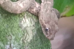 Trilogia selvagem de Tortuguero: canoa, trilhos e caminhada noturna