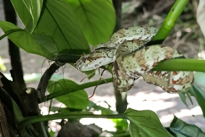 Trilogia selvagem de Tortuguero: canoa, trilhos e caminhada noturna