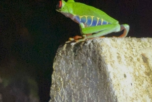 Trilogia selvagem de Tortuguero: canoa, trilhos e caminhada noturna