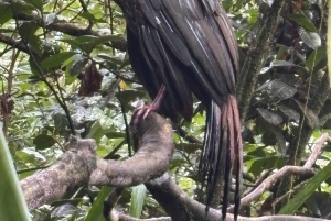 Trilogia selvagem de Tortuguero: canoa, trilhos e caminhada noturna