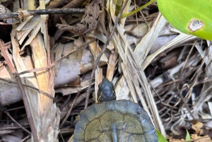 Trilogia selvagem de Tortuguero: canoa, trilhos e caminhada noturna