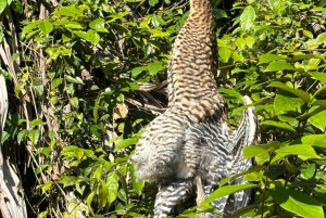Trilogia selvagem de Tortuguero: canoa, trilhos e caminhada noturna