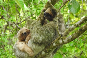 tour chocolate and coffe and sloth tour