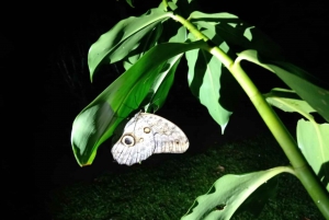 Tortuguero Night Walking Tour