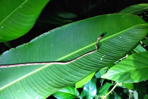 Tortuguero Night Walking Tour