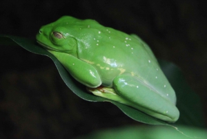 Tortuguero Night Walking Tour