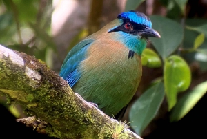 Monteverde: Curi Cancha Private Reserve - guidet tur