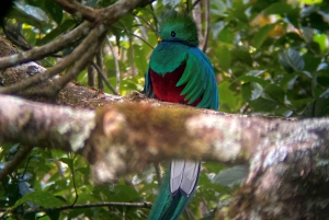 Monteverde: Guidet tur i det private reservatet Curi Cancha