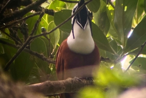 Monteverde: Visita guiada a la Reserva Privada Curi Cancha