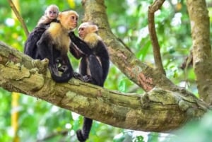 Tour in the mangroves of Quepos in Manuel Antonio by boat with monkeys